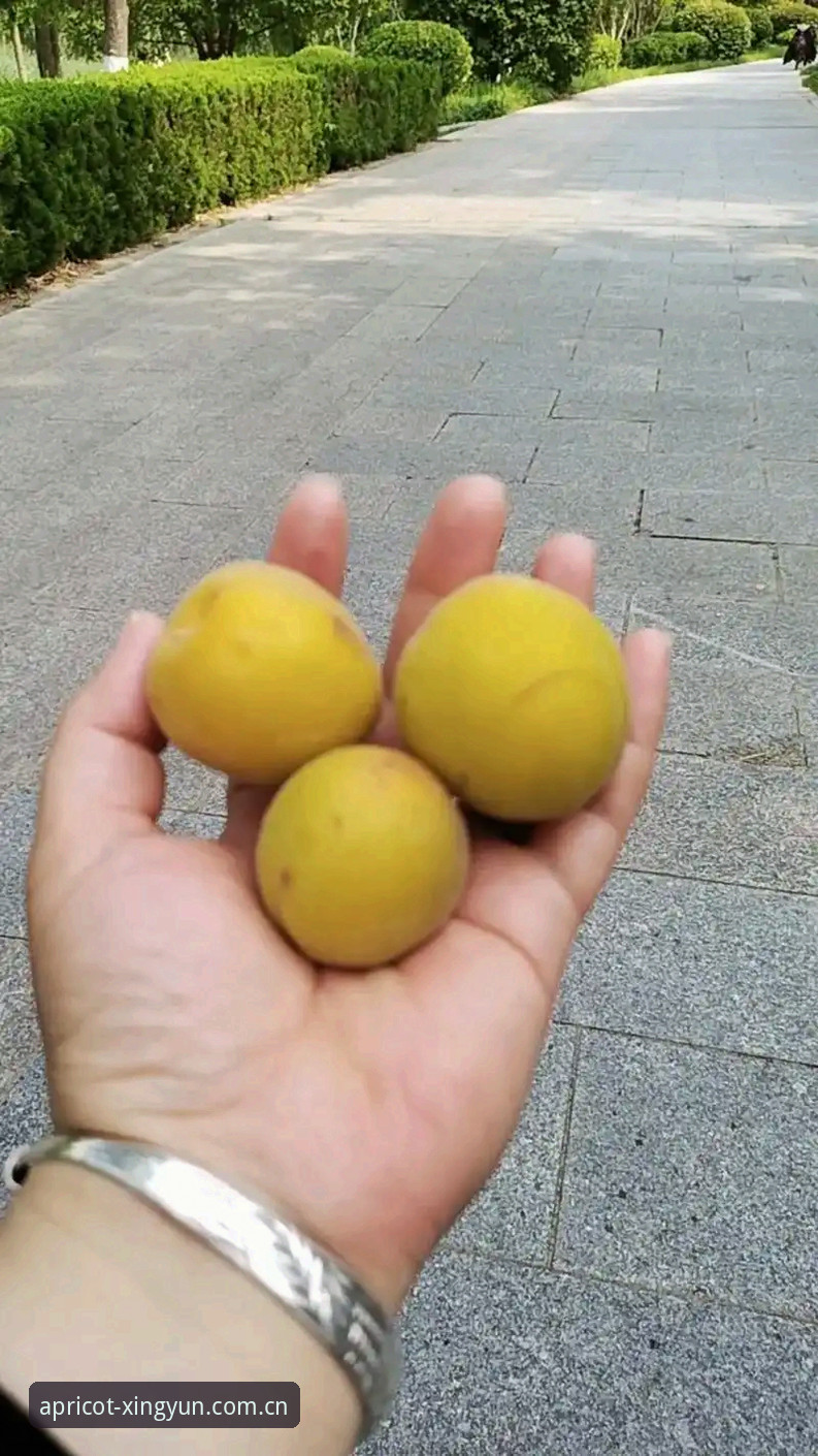 杏运体育评价哪个好 深度揭秘:杏运体育评价哪个好?从用户体验到版本迭代的真相探索